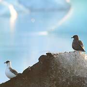 Parasitic Jaeger