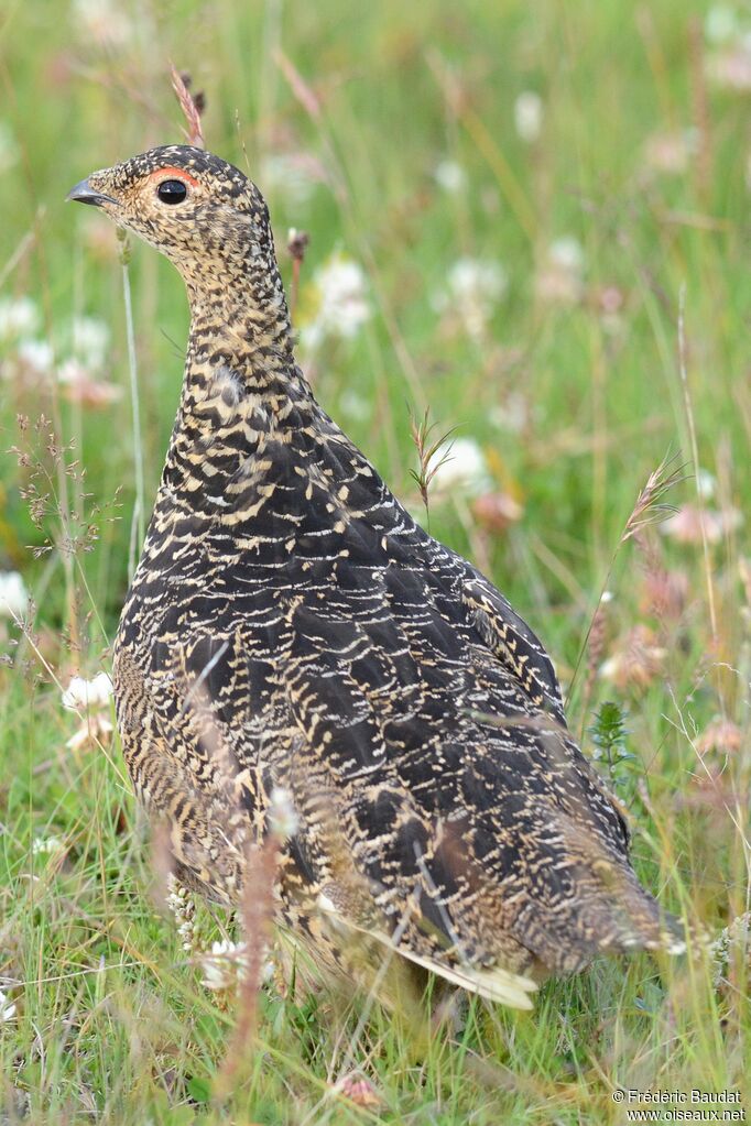 Lagopède alpin femelle adulte, identification