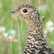 Rock Ptarmigan