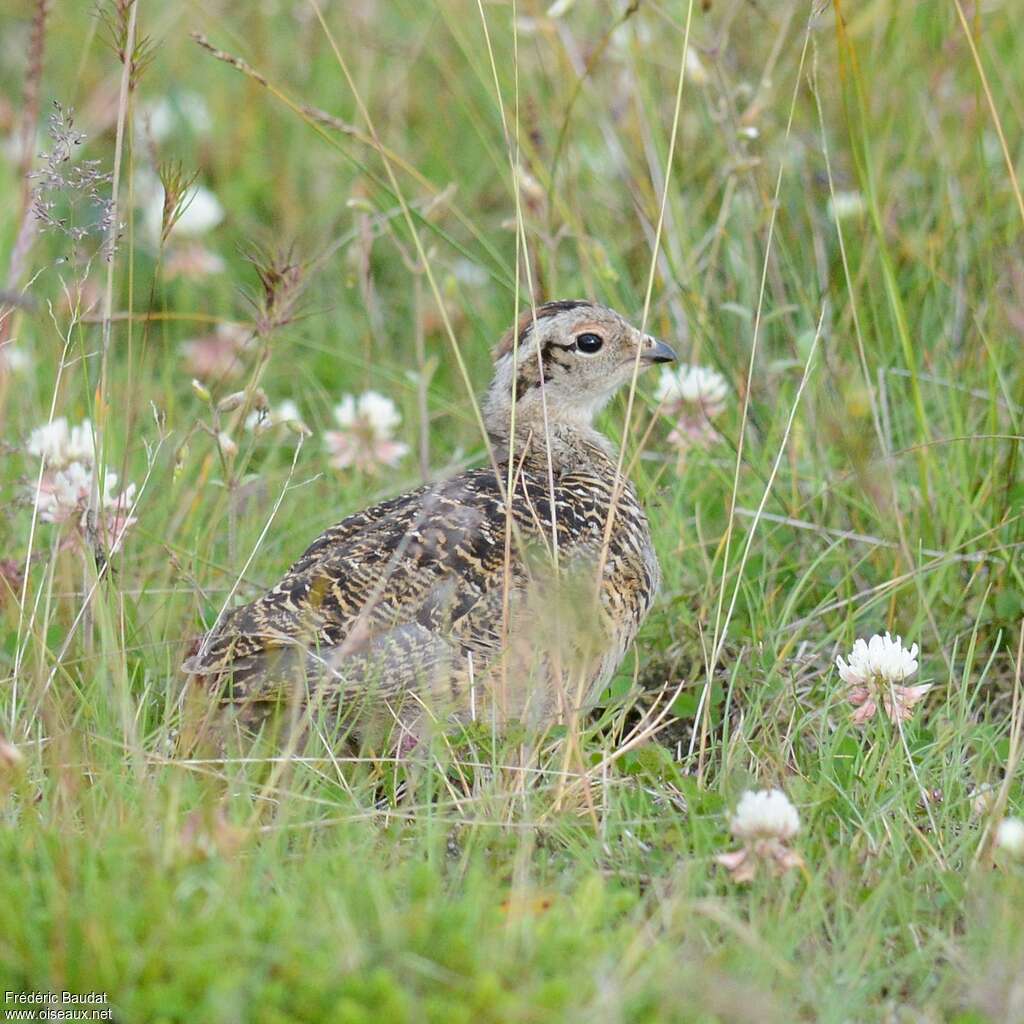 Rock Ptarmiganjuvenile, identification