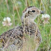 Rock Ptarmigan