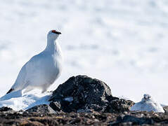 Rock Ptarmigan