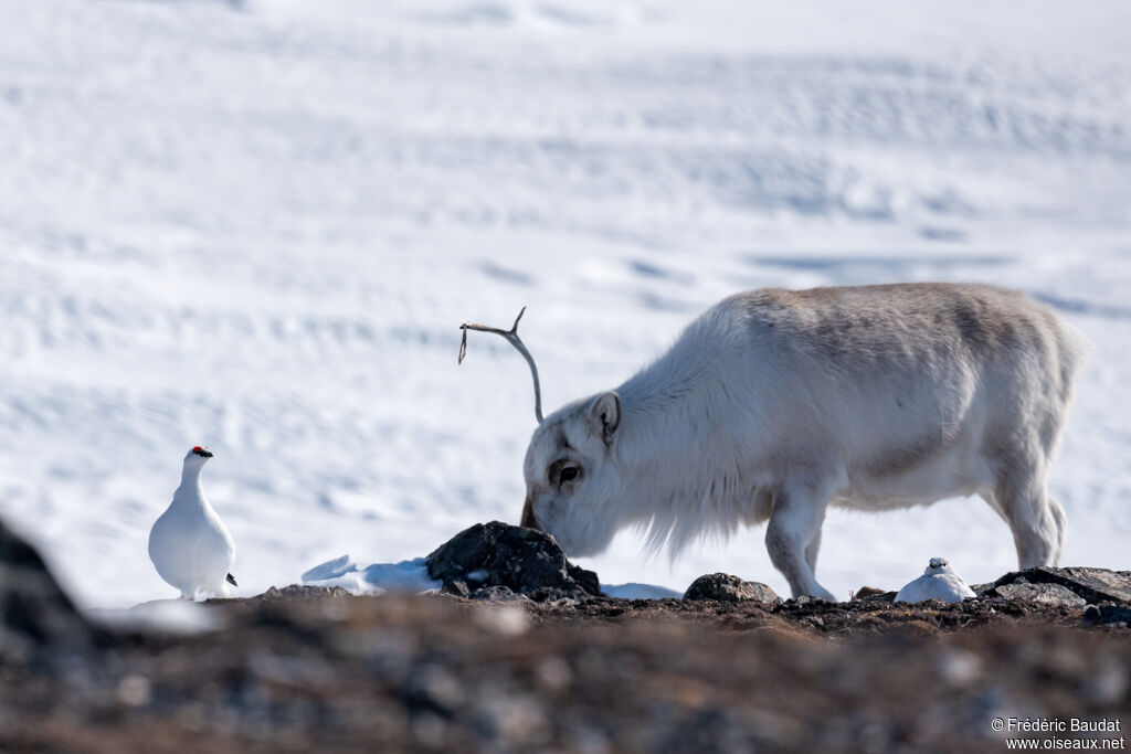 Rock Ptarmiganadult post breeding, camouflage