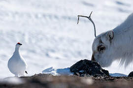 Rock Ptarmigan