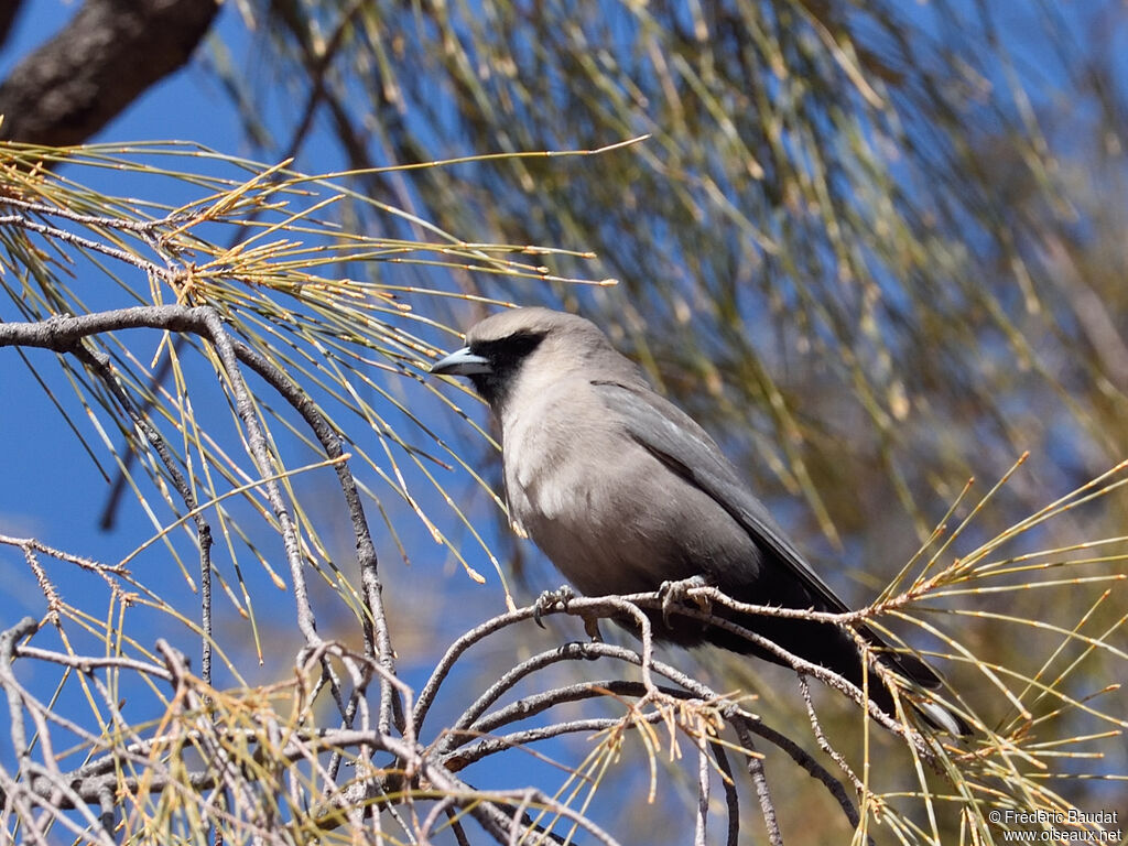 Black-faced Woodswallow