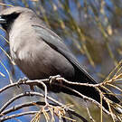 Langrayen gris