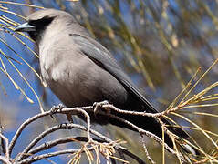 Black-faced Woodswallow