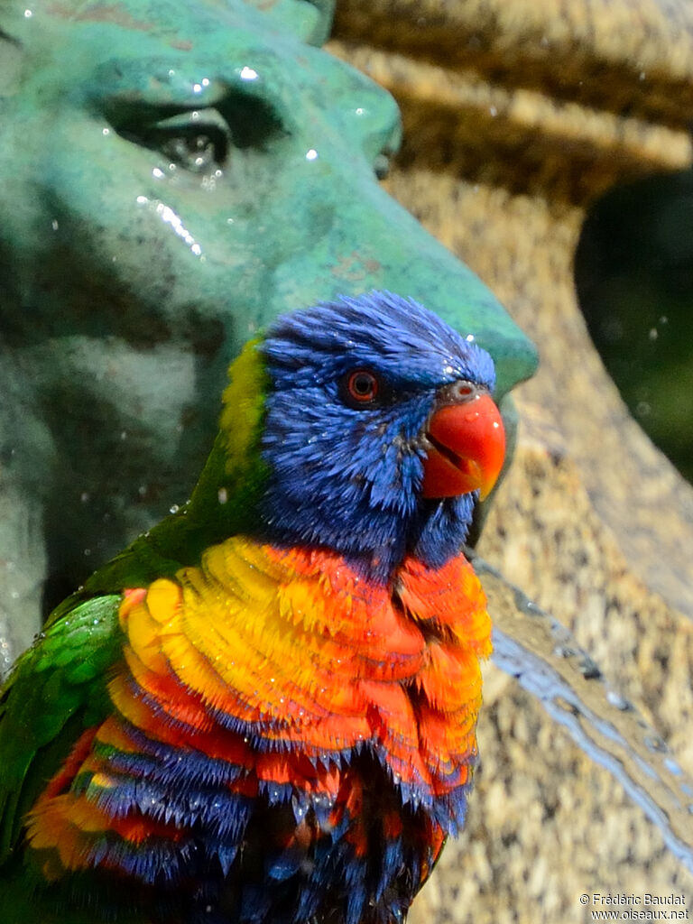 Rainbow Lorikeetadult, close-up portrait