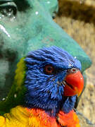 Rainbow Lorikeet