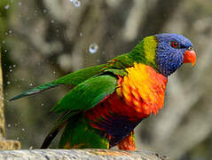 Rainbow Lorikeet