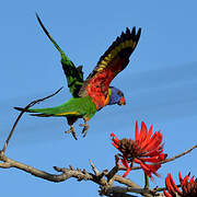 Rainbow Lorikeet