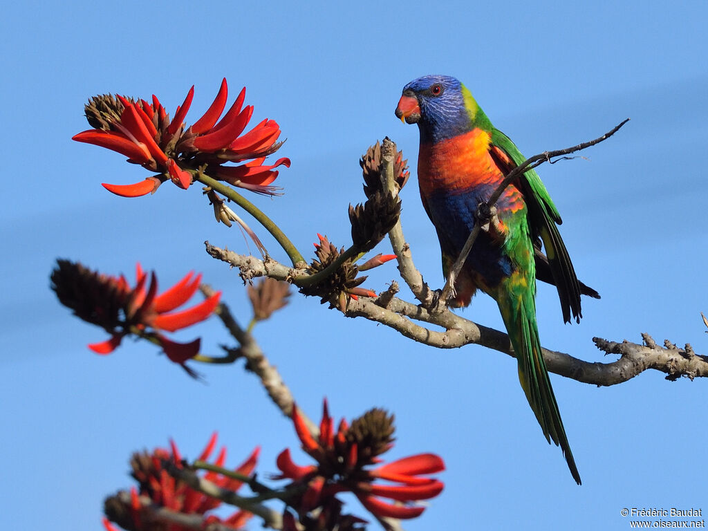 Rainbow Lorikeetadult