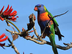 Rainbow Lorikeet