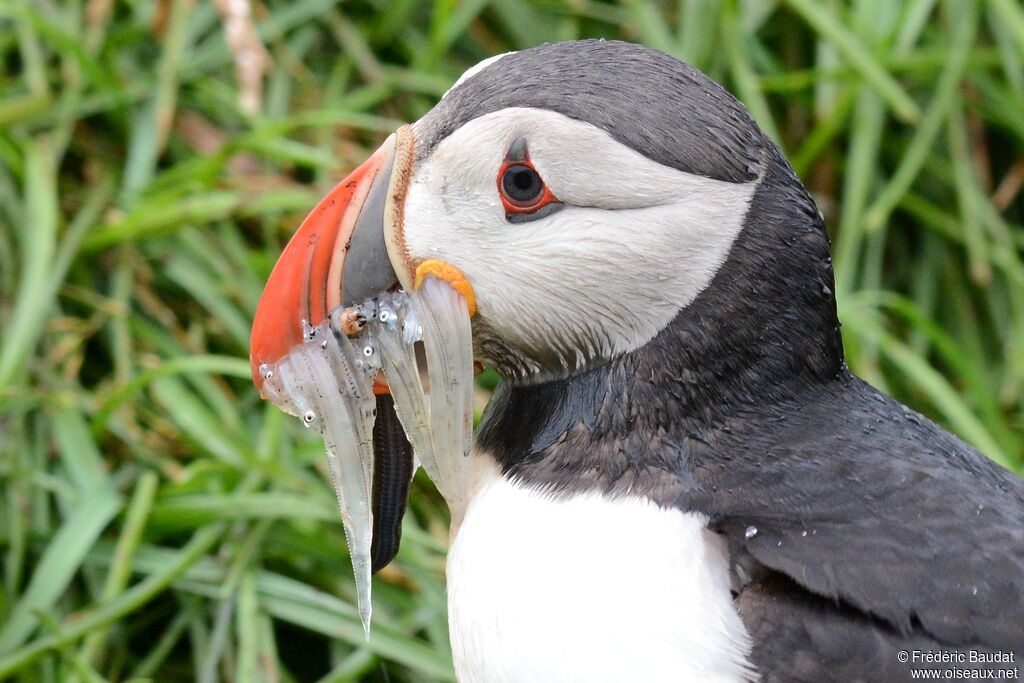 Atlantic Puffinadult breeding, close-up portrait, feeding habits