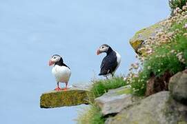 Atlantic Puffin