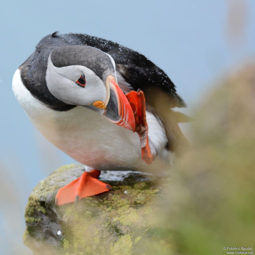 Atlantic Puffinadult breeding, close-up portrait, Behaviour