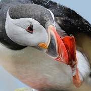 Atlantic Puffin