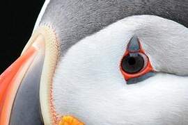 Atlantic Puffin