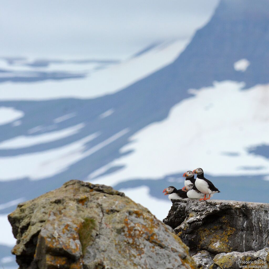 Atlantic Puffinadult breeding