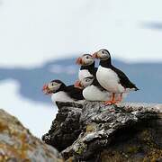 Atlantic Puffin