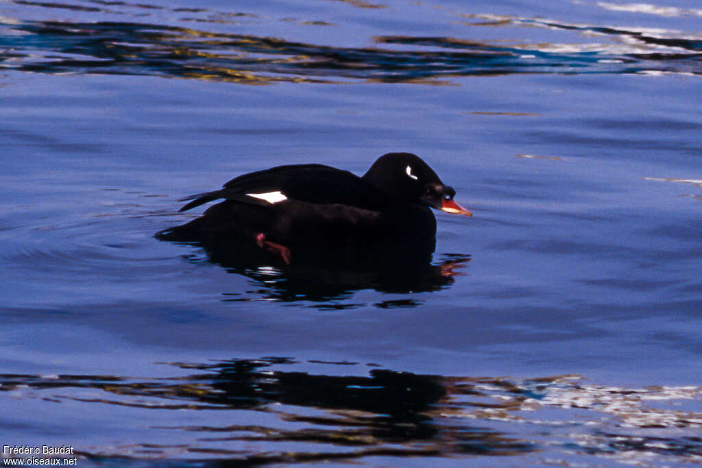 Stejneger's Scoter male adult breeding, identification, swimming