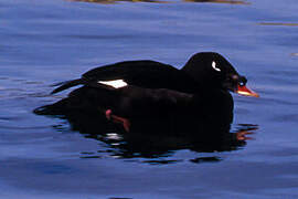 Stejneger's Scoter