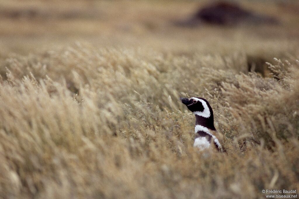 Manchot de Magellanadulte, identification