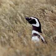 Magellanic Penguin