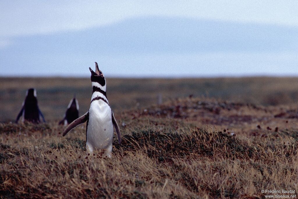 Magellanic Penguinadult, identification, song