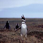 Magellanic Penguin