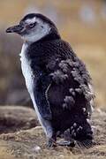 Magellanic Penguin