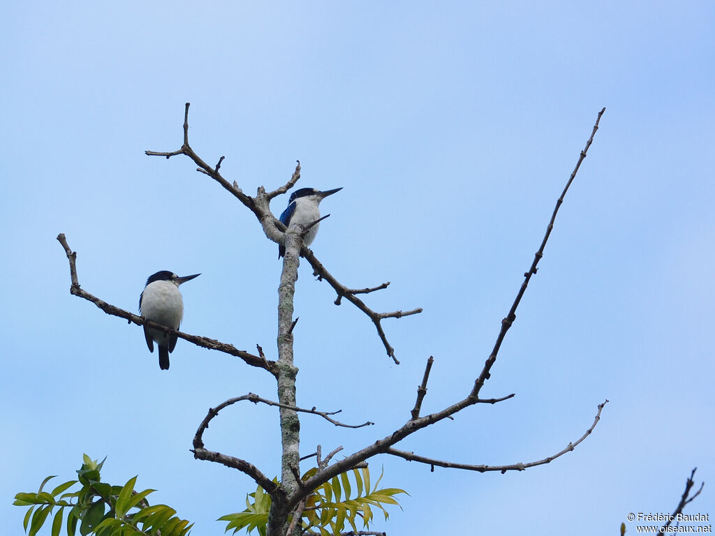 Forest Kingfisheradult