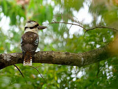 Laughing Kookaburra