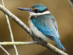 Sacred Kingfisher