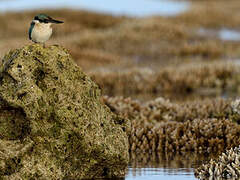 Sacred Kingfisher