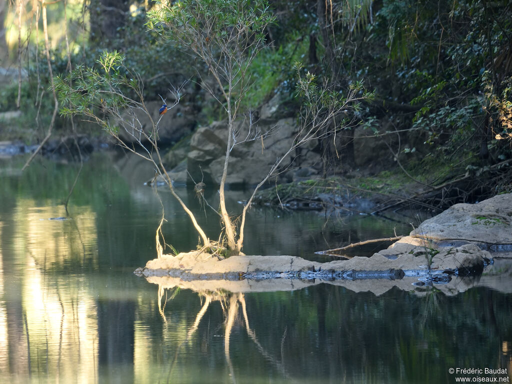 Azure Kingfisheradult, habitat