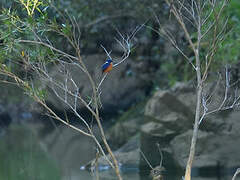 Azure Kingfisher