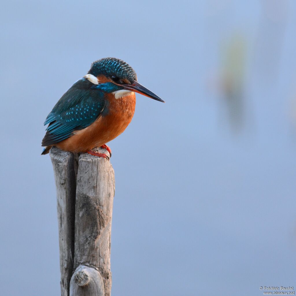 Common Kingfisher, identification