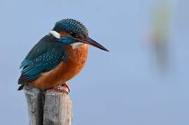 Common Kingfisher