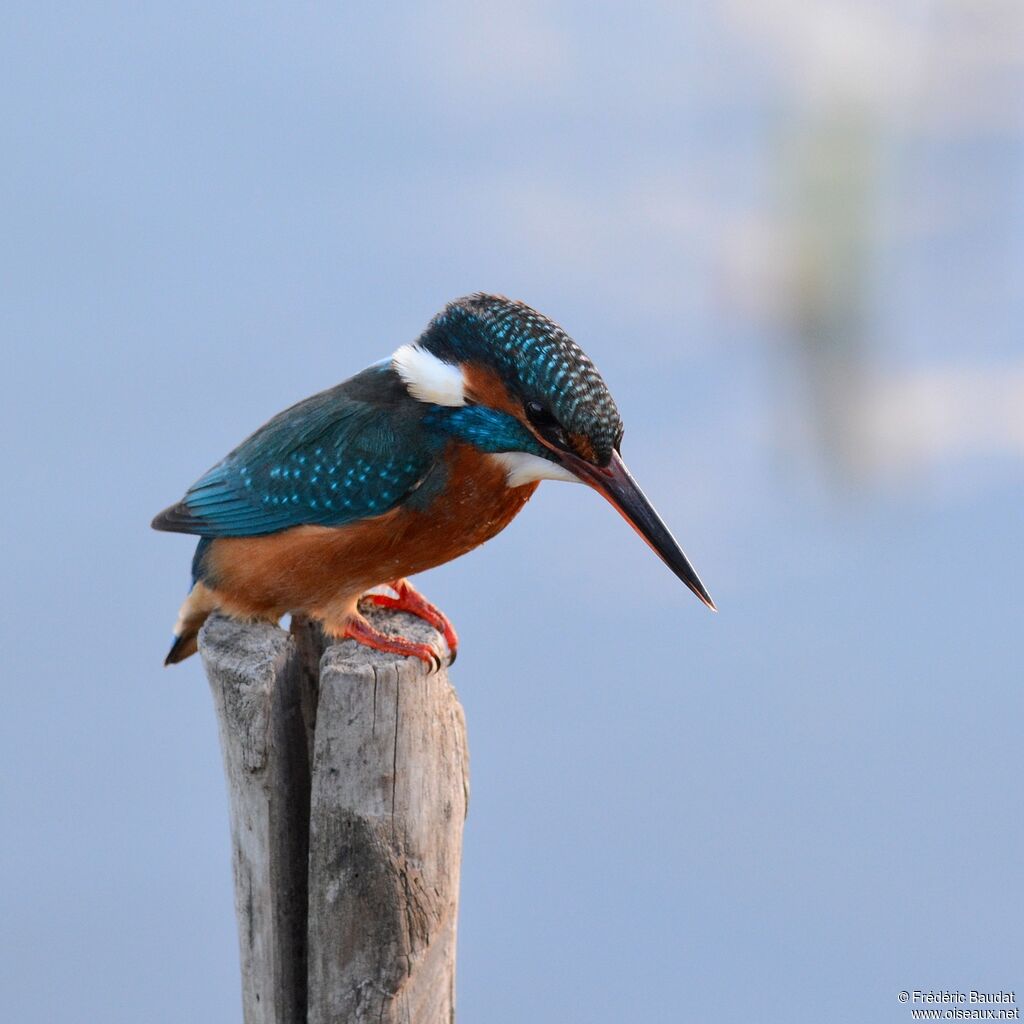 Common Kingfisher