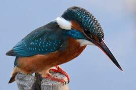 Common Kingfisher