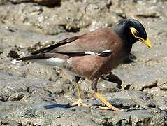 Common Myna