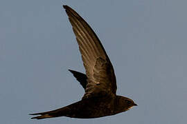 Common Swift