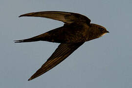 Common Swift