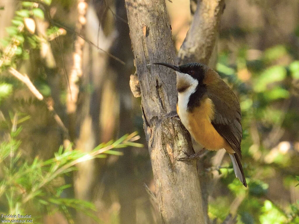 Eastern Spinebill male adult, identification