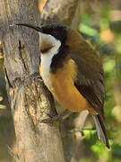 Eastern Spinebill