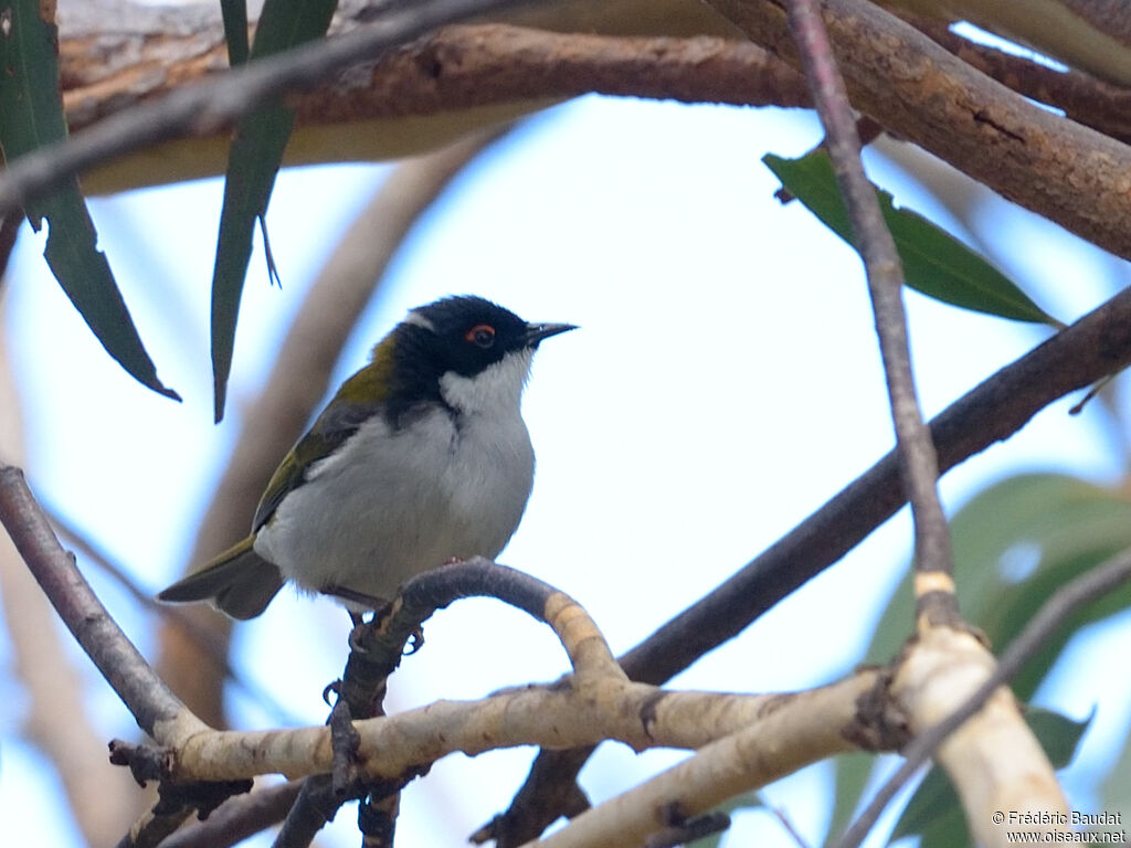 White-naped Honeyeateradult