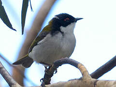 White-naped Honeyeater