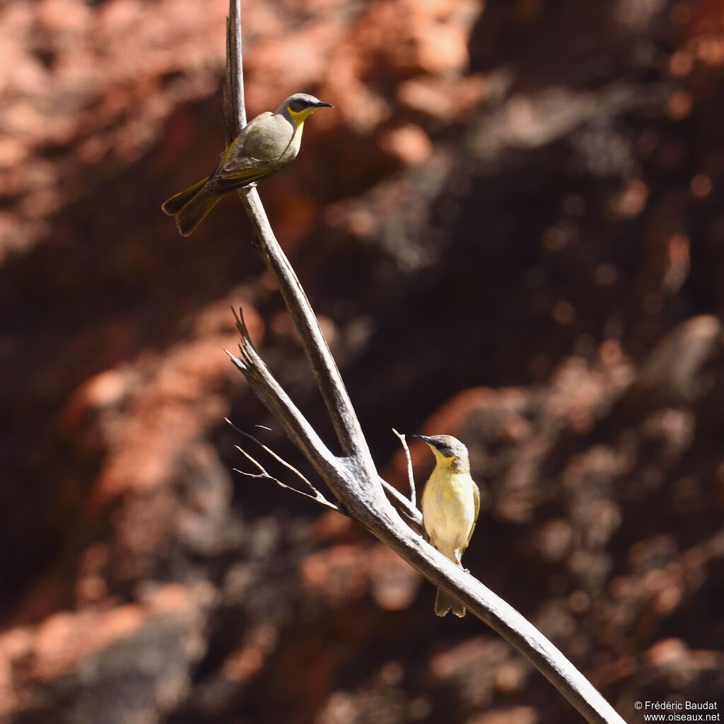 Grey-headed Honeyeateradult