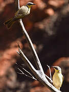 Grey-headed Honeyeater